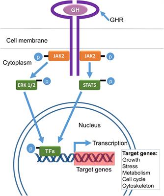 Impact of Growth Hormone-Related Mutations on Mammalian Aging